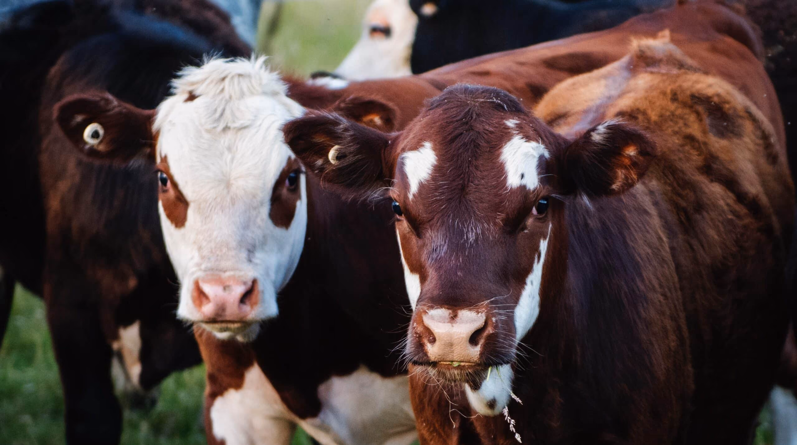 Key Considerations When Running a Cross-Species Comparative Trial