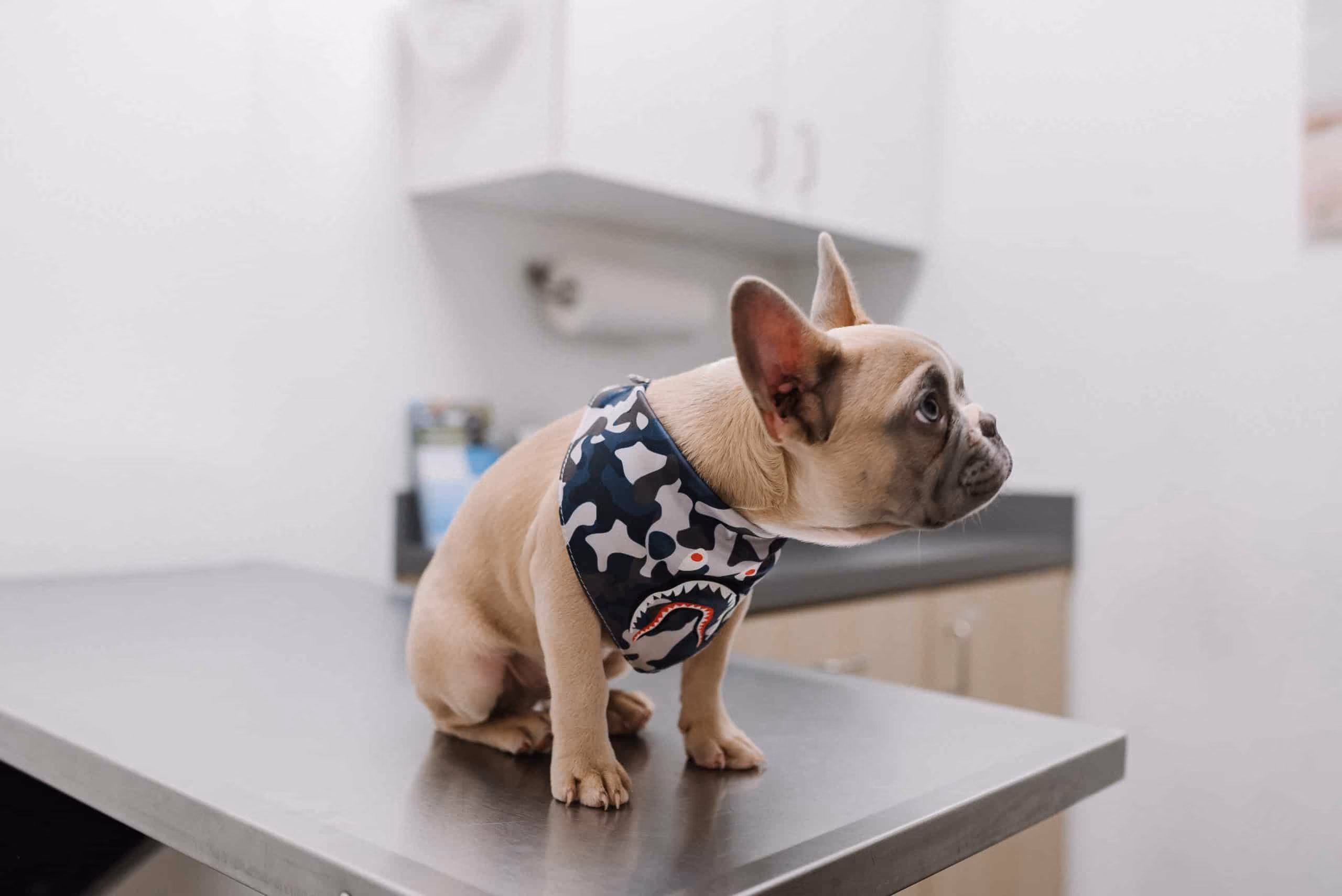 Success Story: Prelude EDC Enables Compliant Clinical Data Collection for Cornell University’s College of Veterinary Medicine