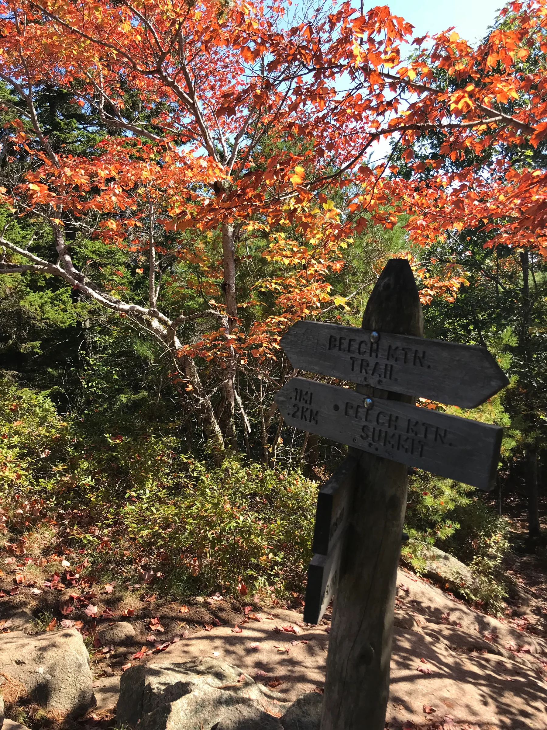 A foliage view with a hiking way sign in the foreground
