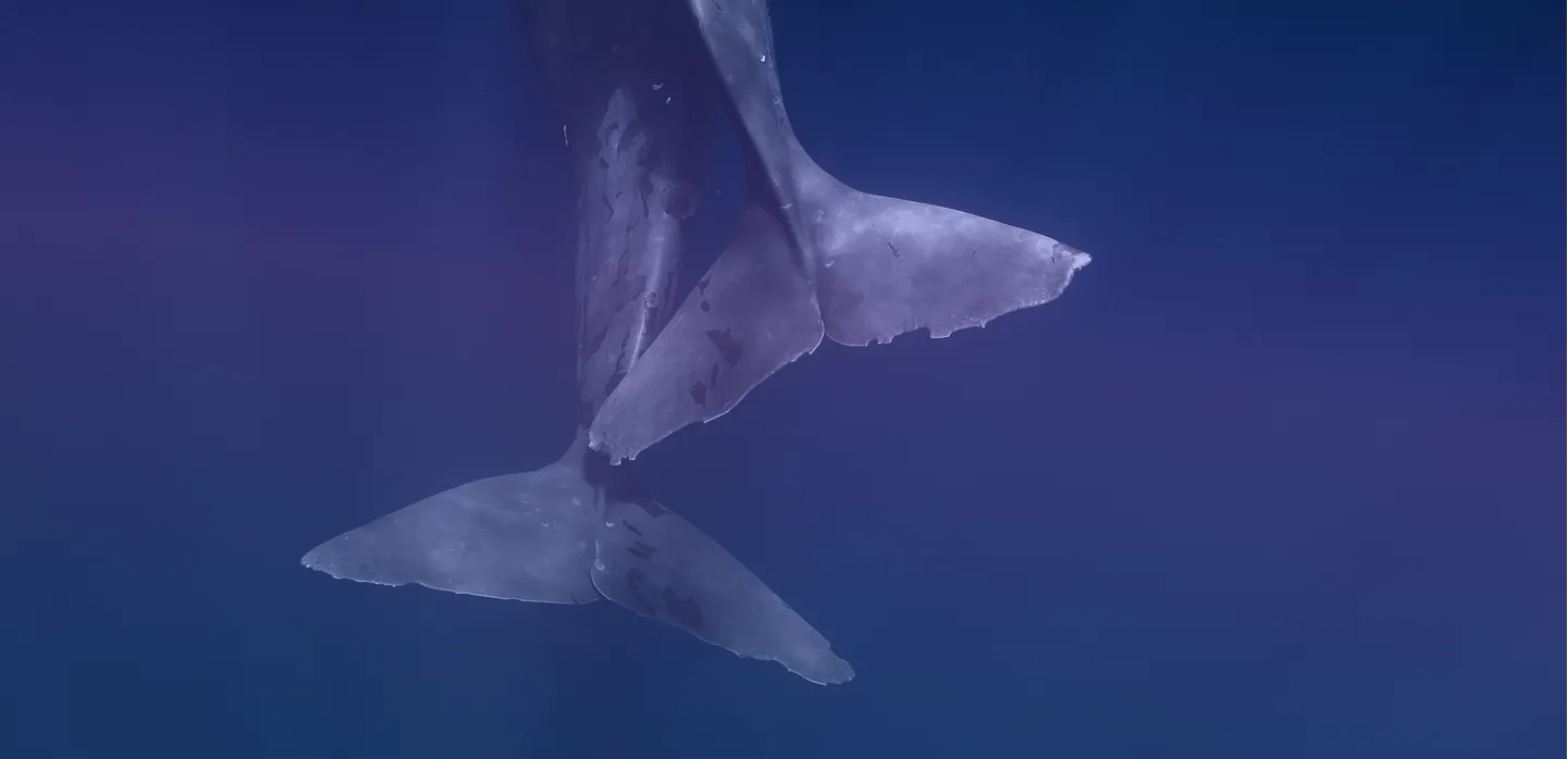 Listen to the Whales campaign cover