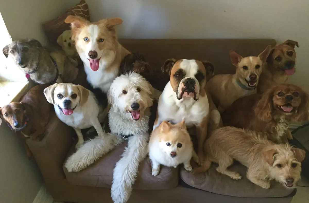 Dogs of different sizes gathering on and around a dark sofa