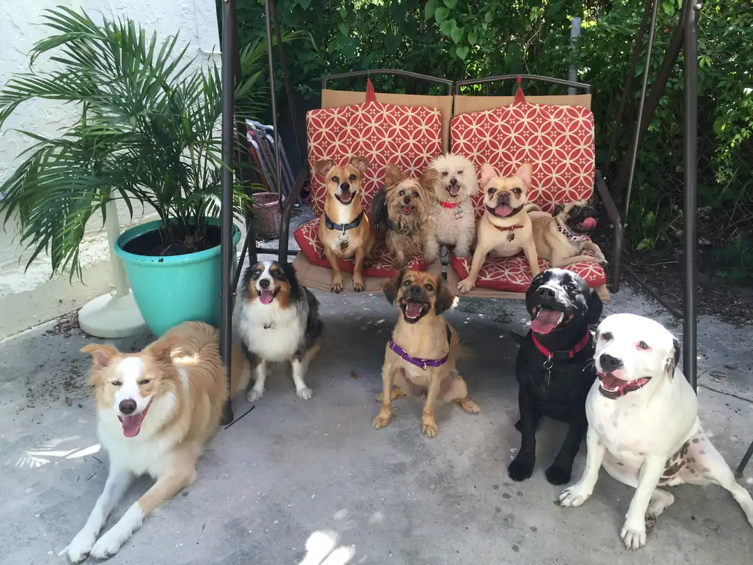 Dogs posing on a red patterned garden bench beside potted plants