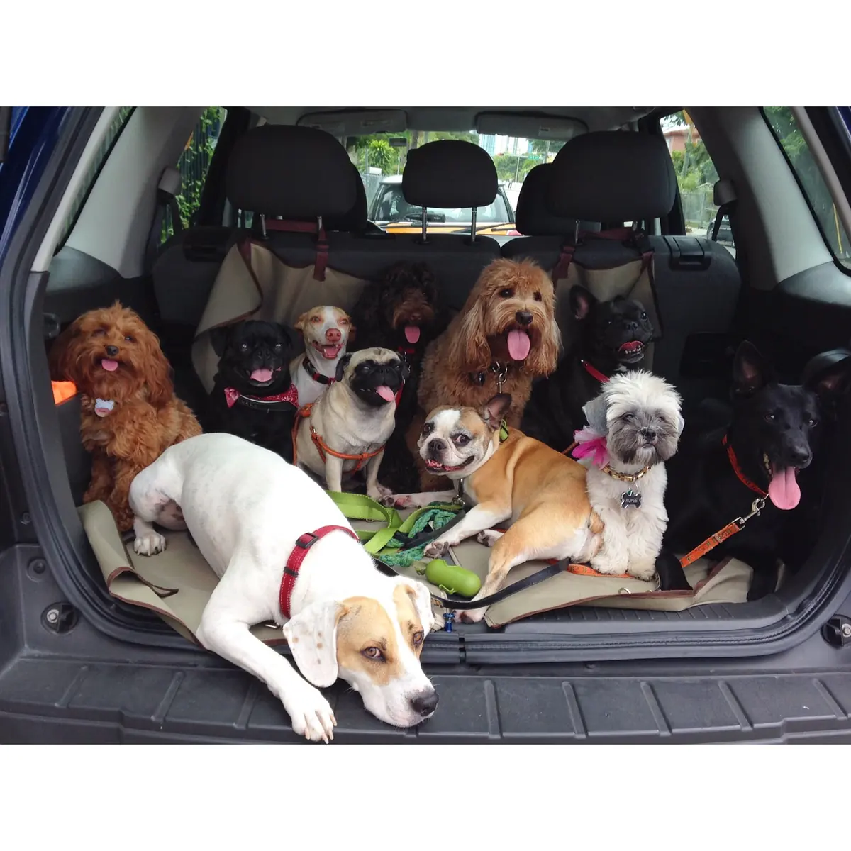 Several dogs resting together in the open rear cargo area of a parked vehicle