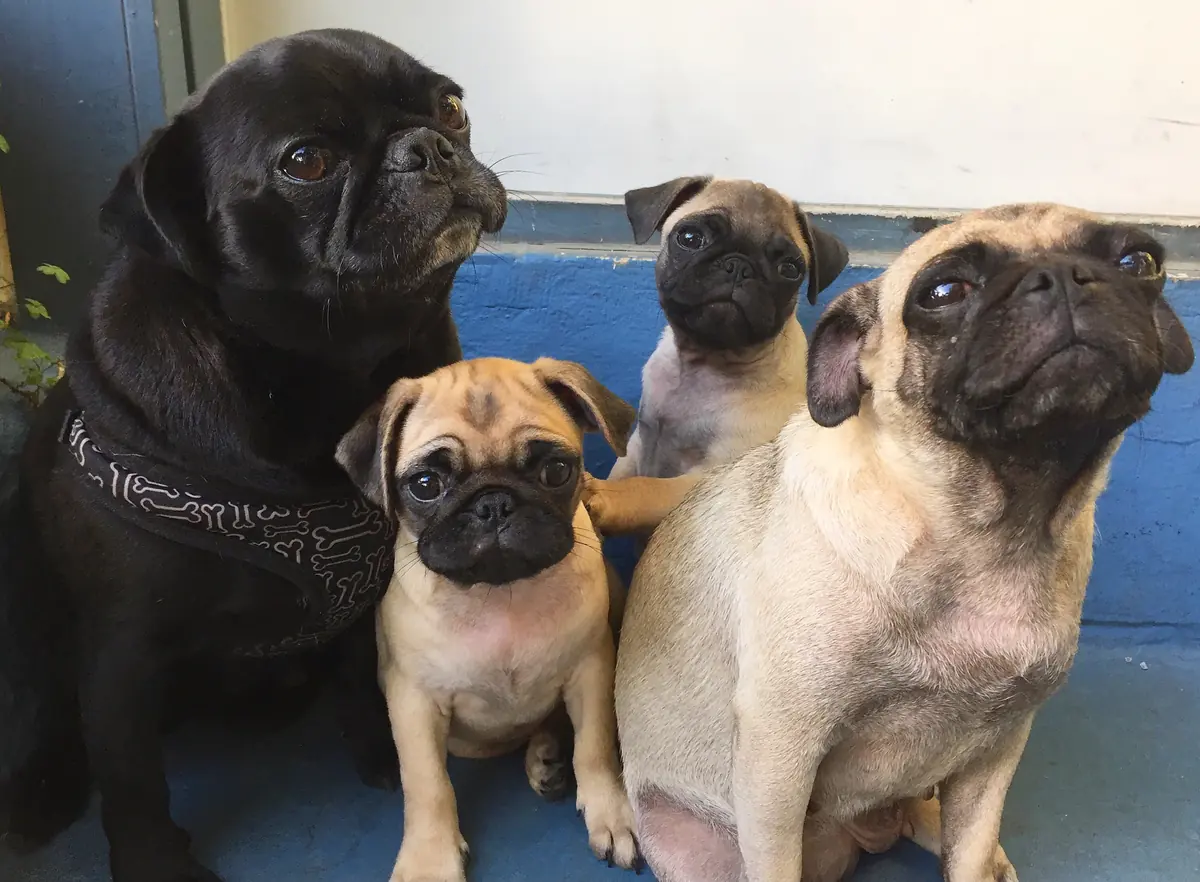 Four dogs of different sizes sitting closely together indoors