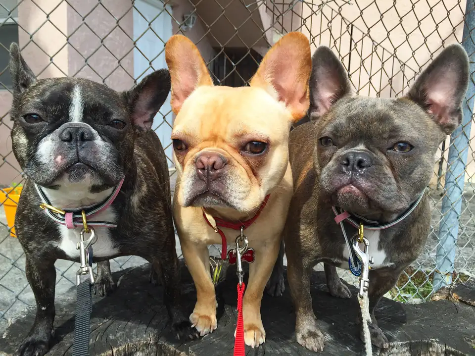 Three upright-eared dogs sitting shoulder to shoulder by a mesh fence
