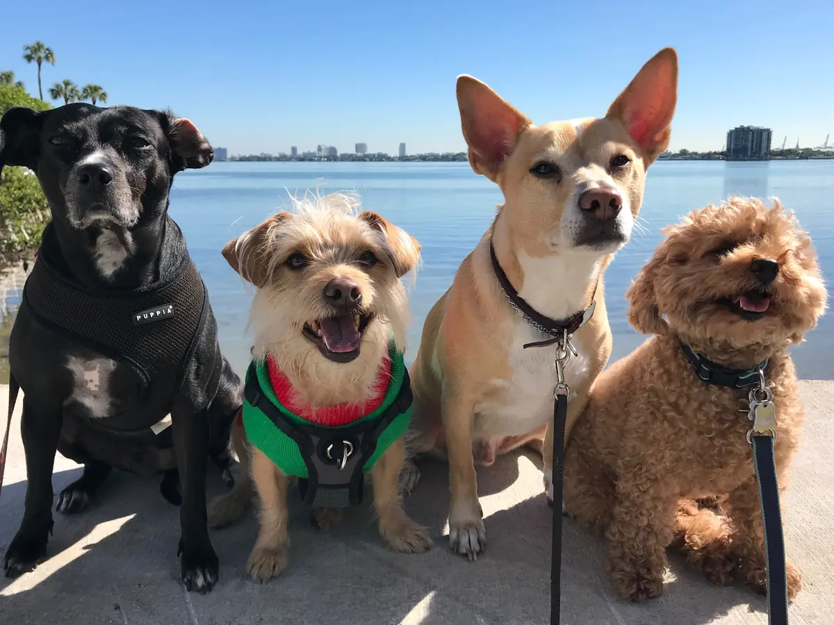 Four dogs sitting in a row with blue water behind them