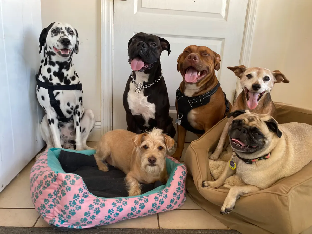 Dogs posing on and around a beige sofa and colorful floor cushion
