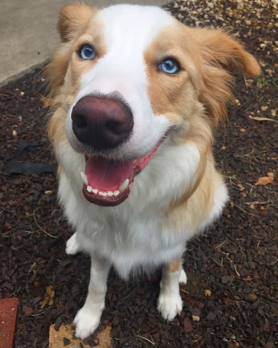 Close portrait of a brown-and-white dog looking up with its tongue out