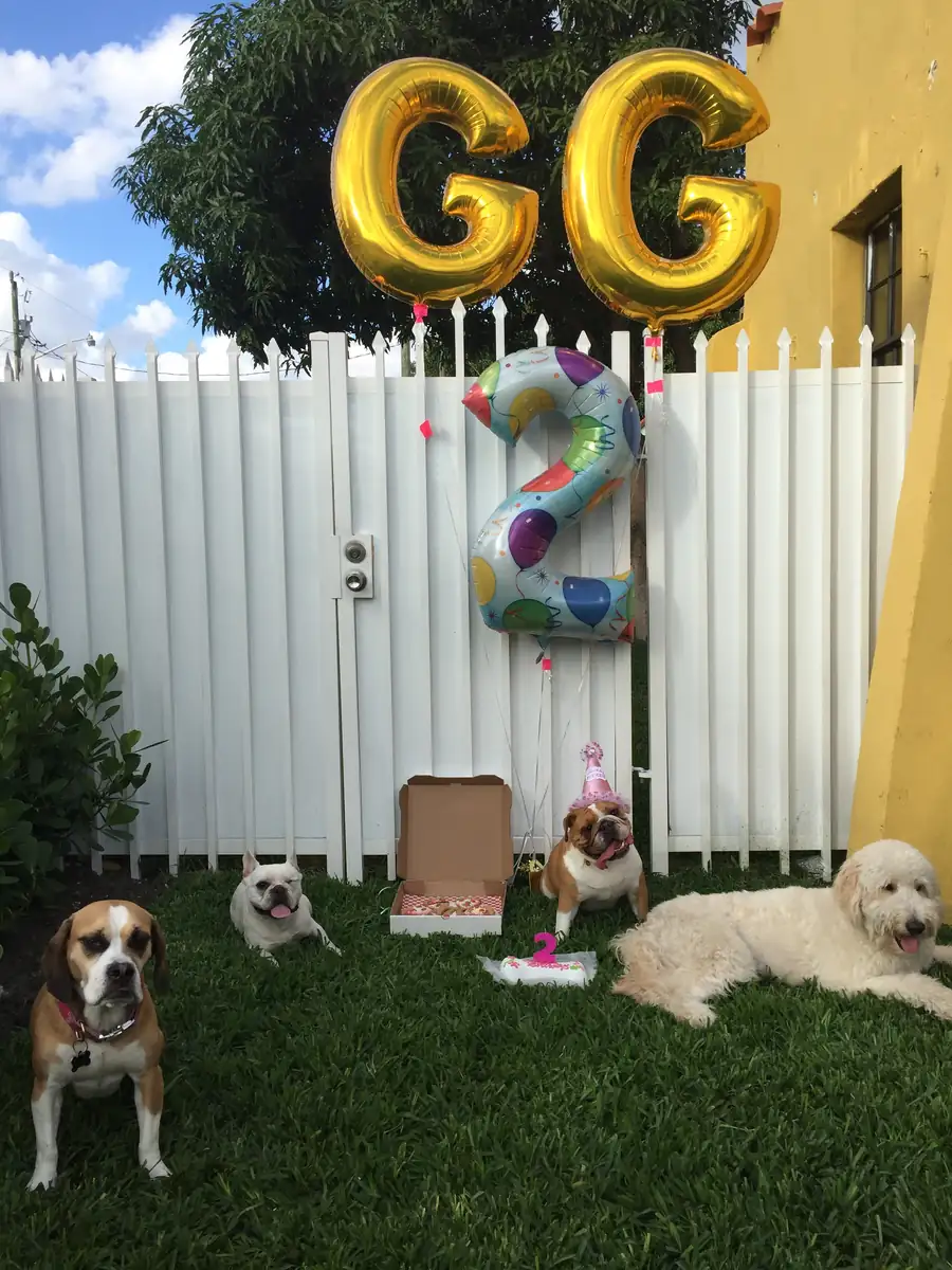 Dogs among garden decorations beneath gold letter-shaped balloons