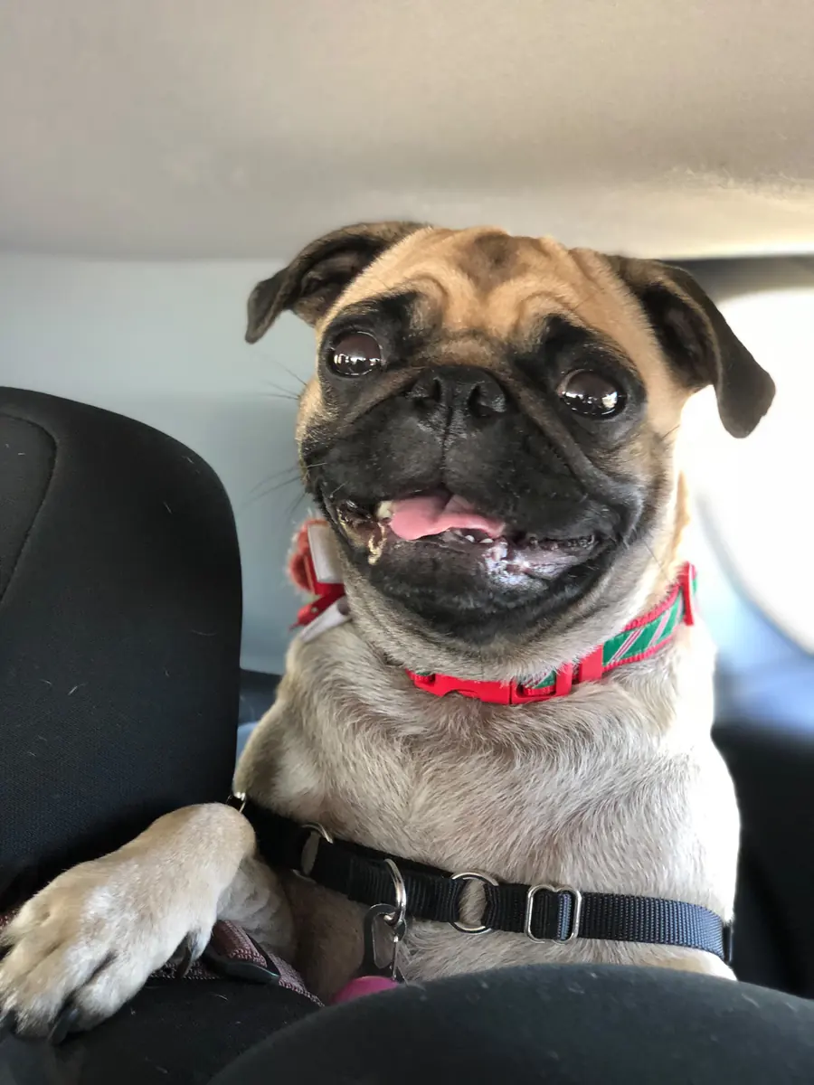 A tan dog with a dark muzzle sitting upright on a dark seat