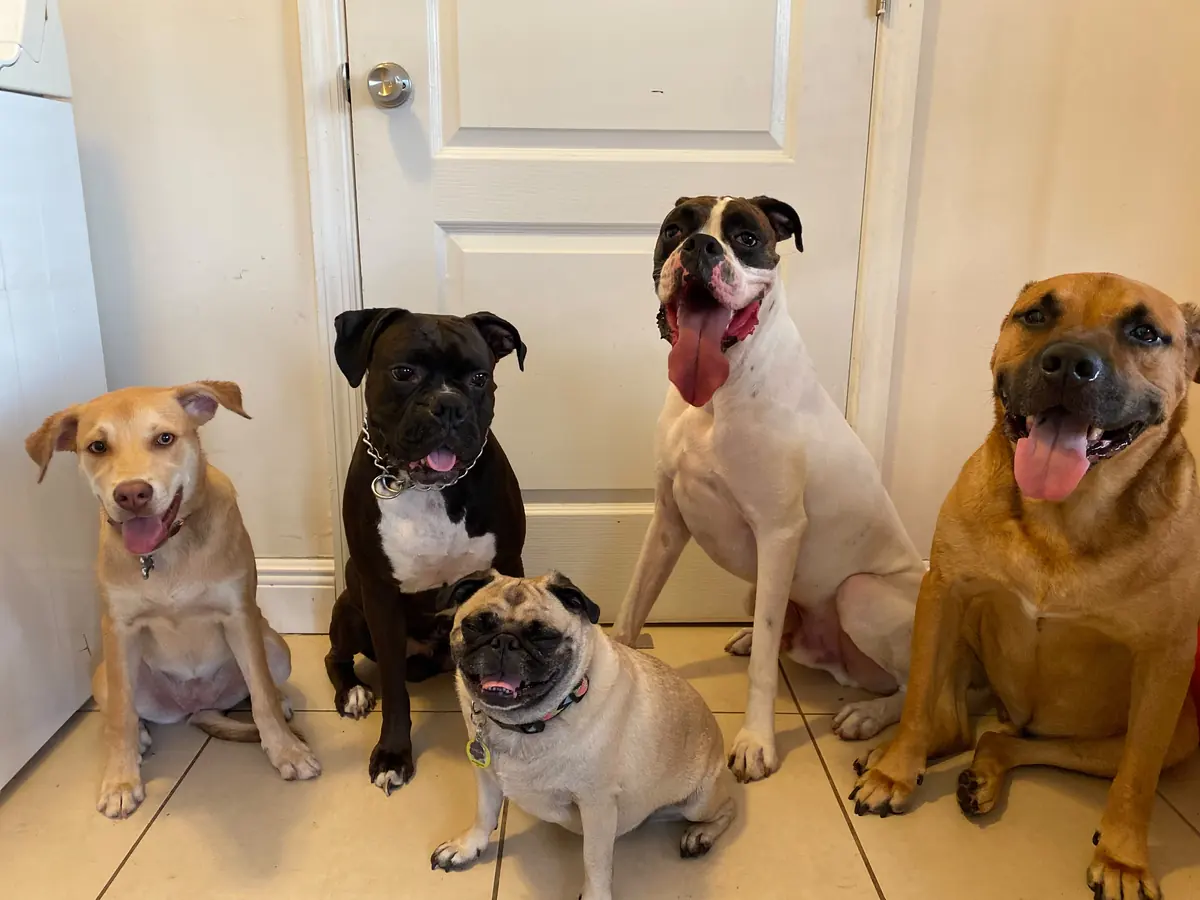 Five dogs sitting on a tiled floor in front of a white door