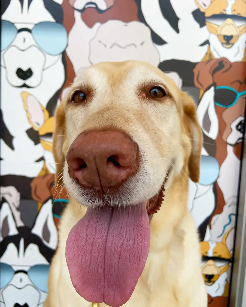 A light brown-and-white dog with its tongue out against a colorful background