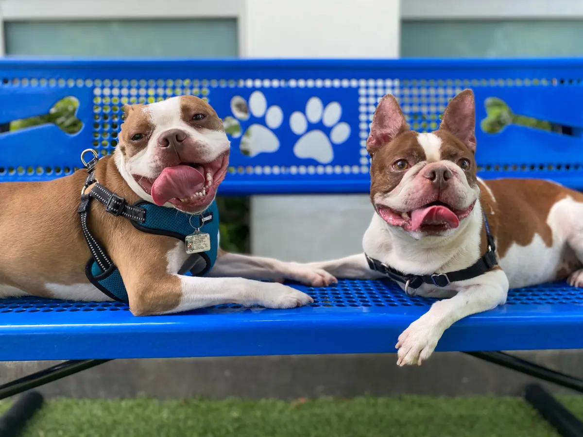 Two harnessed dogs lounging on a blue bench with white paw prints