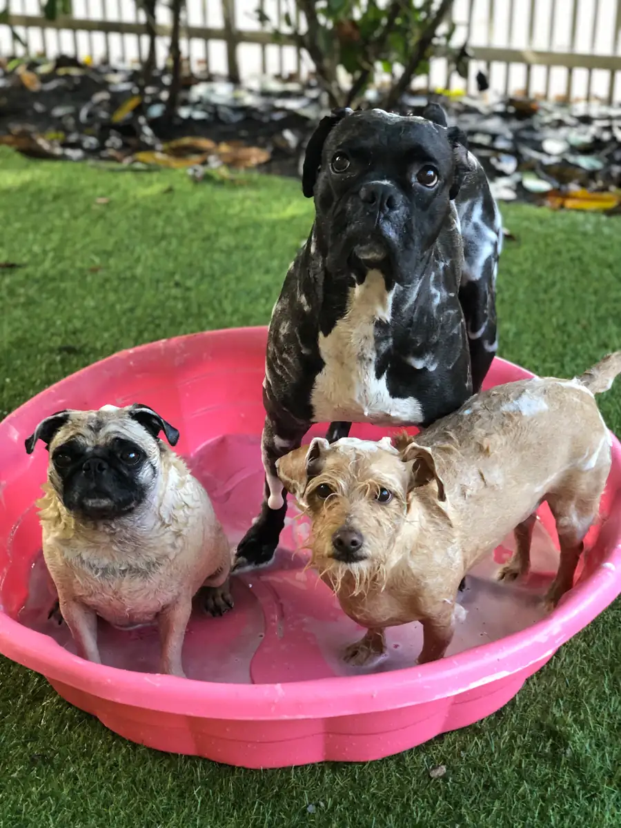 Three dogs sitting together in a shallow pink basin on grass