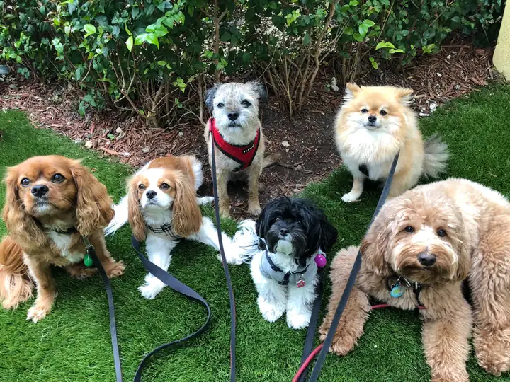 Six dogs sitting together on grass near garden shrubs
