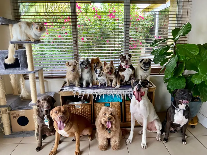 Dogs relaxing together in a sunlit room at Peace Love Paws
