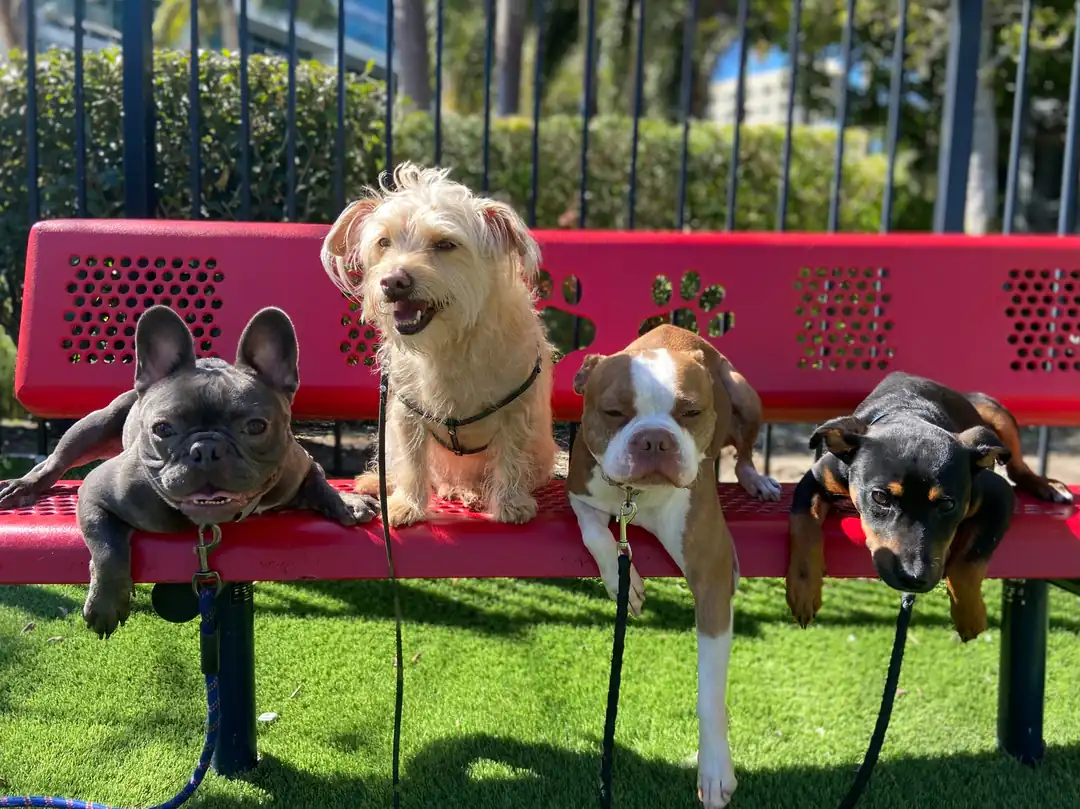 Five dogs posing around a red decorative bench on a garden lawn