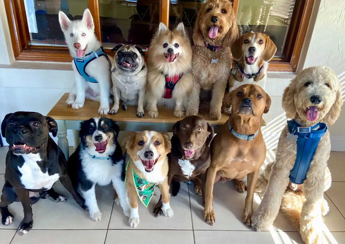 A group of dogs on a wooden seat and tiled floor, several wearing bandanas