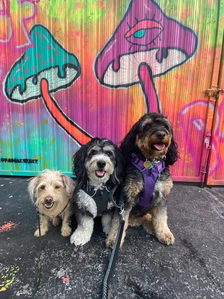 Three dogs sitting in front of a brightly colored mushroom mural