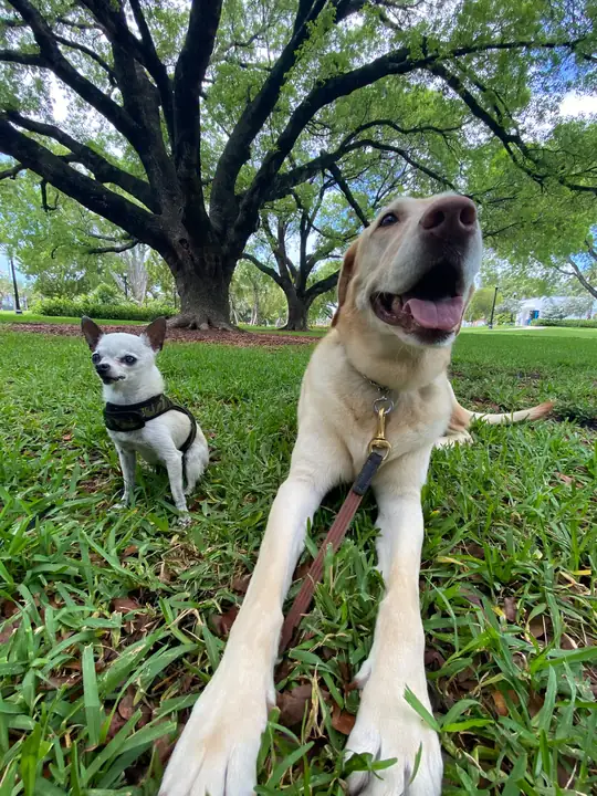 A large light-colored dog on grass beneath a spreading tree
