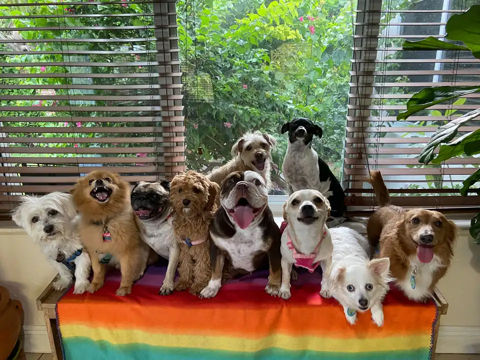Small dogs posing on a rainbow-striped bench beneath window blinds