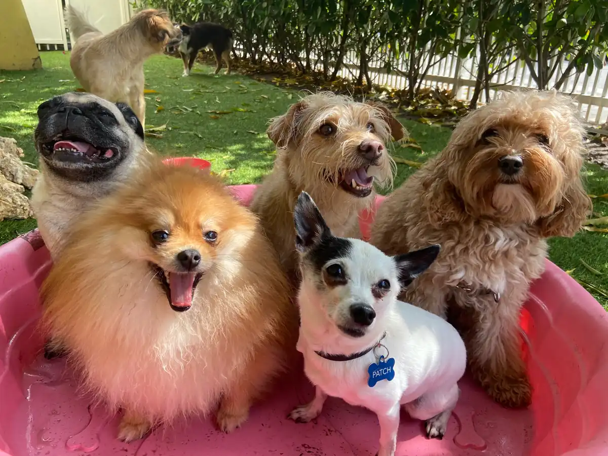 Five dogs of different sizes clustered in a pink plastic basin