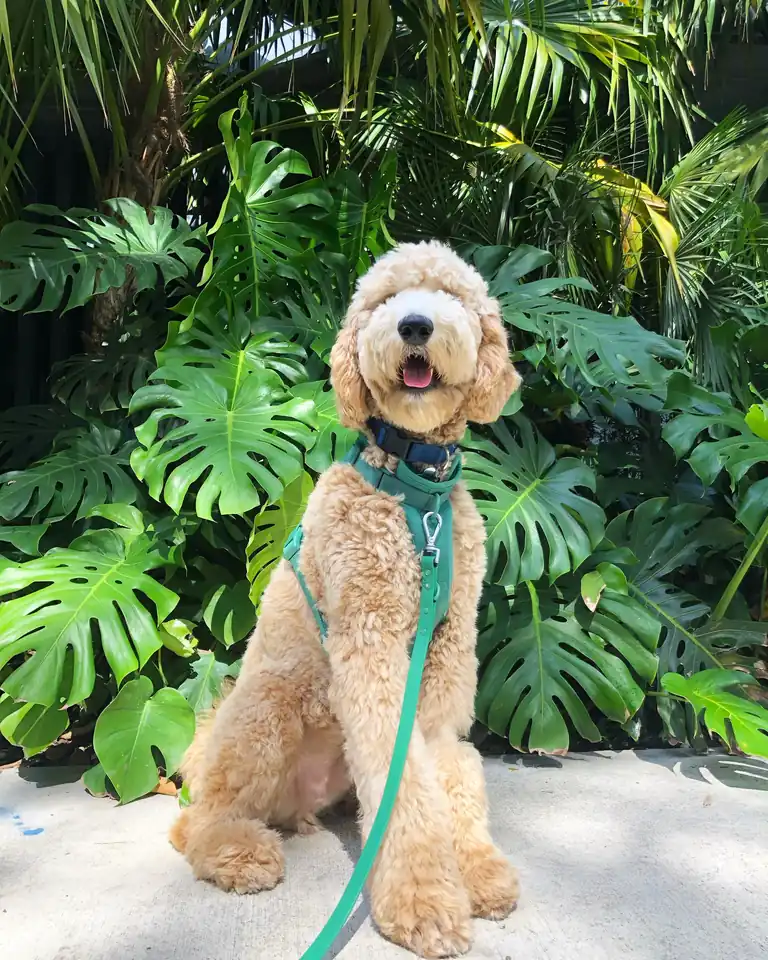 A curly-coated tan dog wearing a green neck decoration on a garden path