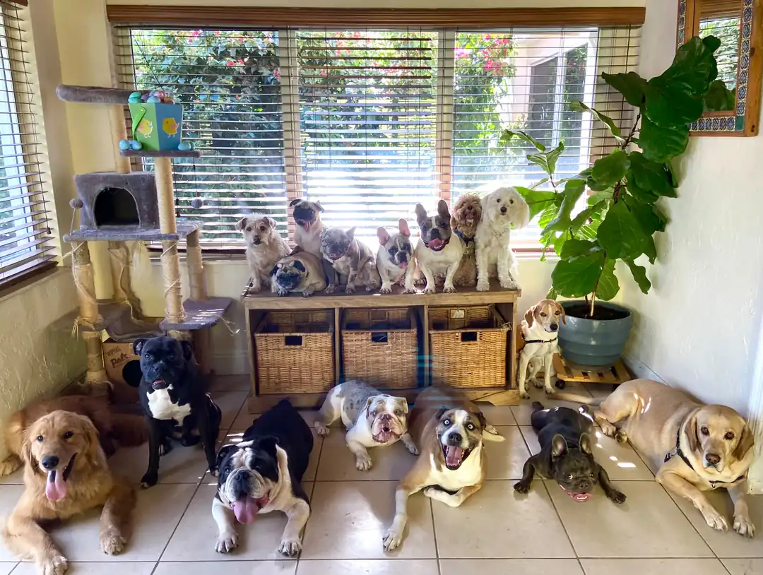 Dogs across a platform and floor in a bright room with plants and a cat tree