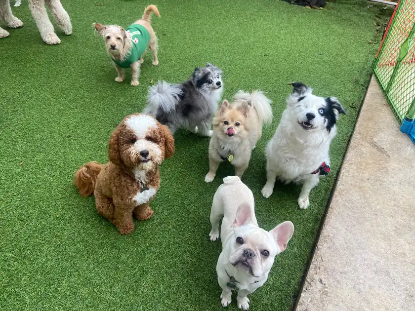 Small dogs looking up from a green turf play area