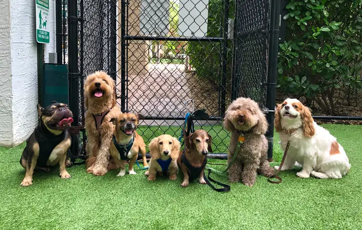 Seven dogs sitting in a line on green turf beside a mesh gate