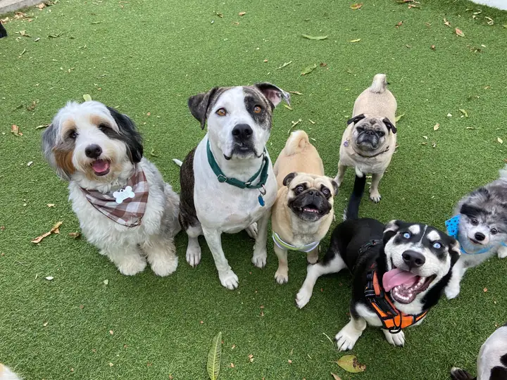 An overhead portrait of dogs sitting close together on green turf