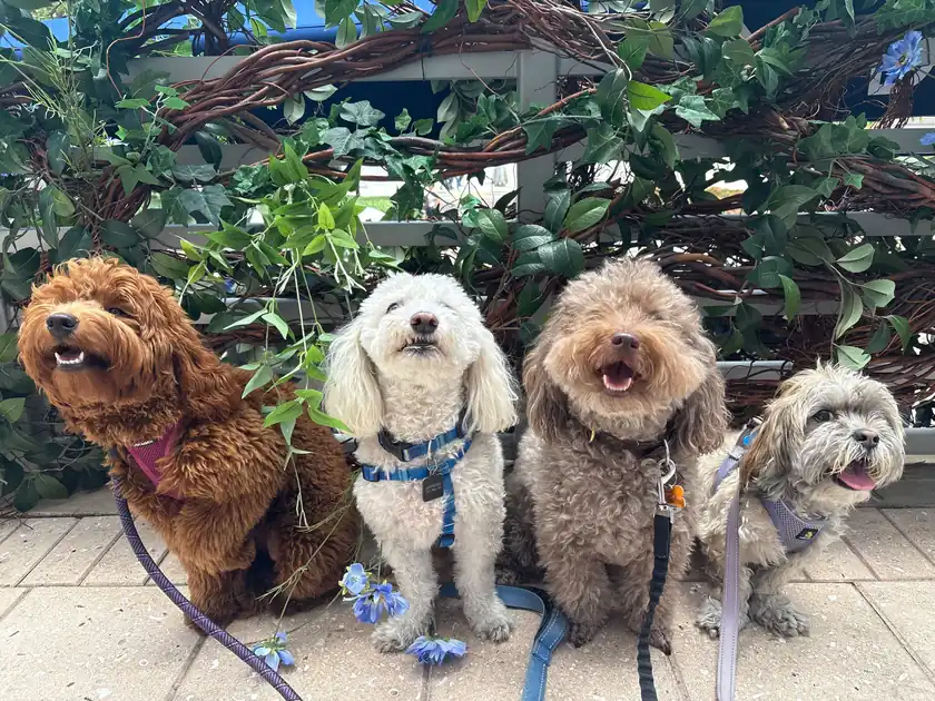 Four curly or shaggy-coated dogs sitting shoulder to shoulder by garden plants