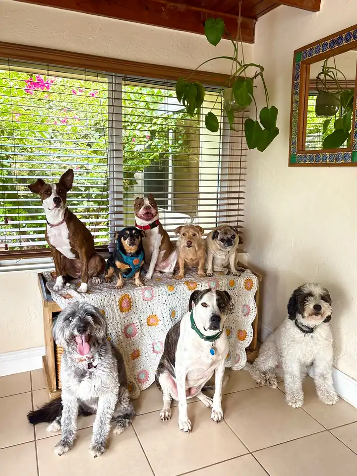 Dogs posing below a window with blinds and hanging greenery