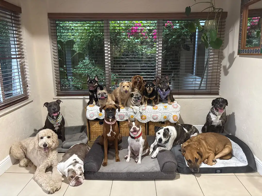 A large group of dogs relaxing on floor cushions and a raised indoor platform