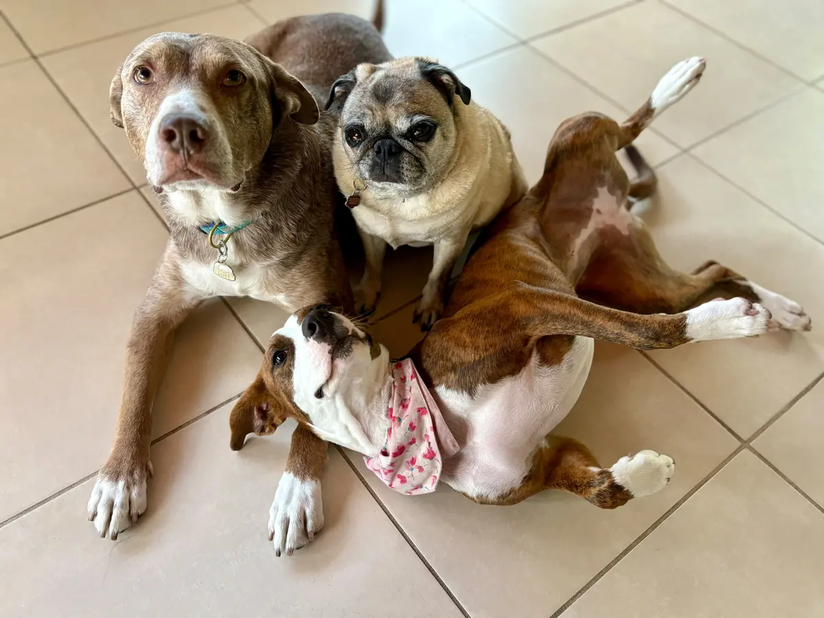 Three dogs resting closely together on a tiled floor