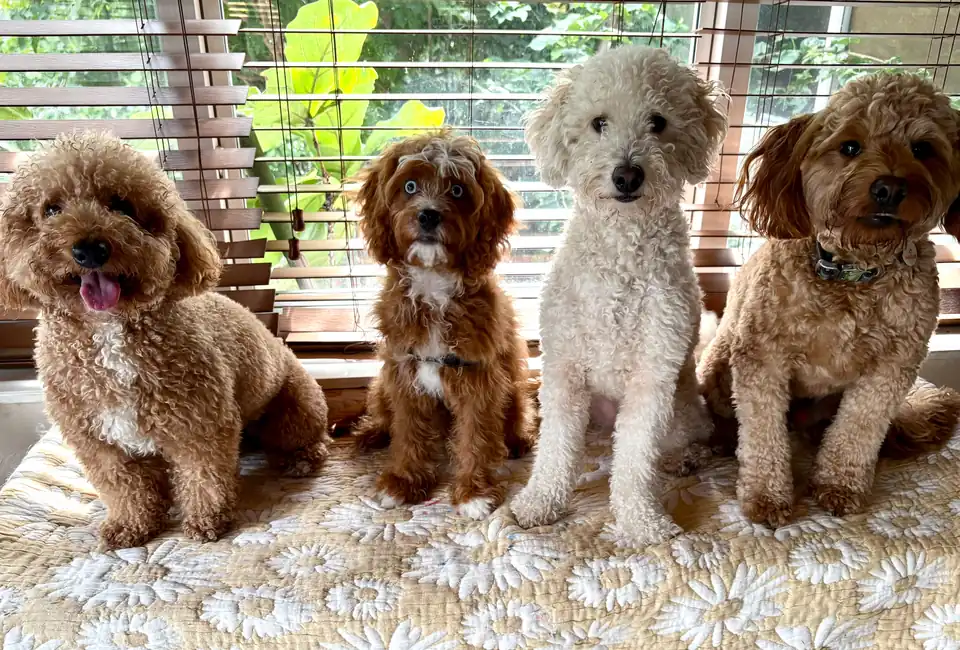 Four curly-coated dogs lined up on a patterned cushioned seat