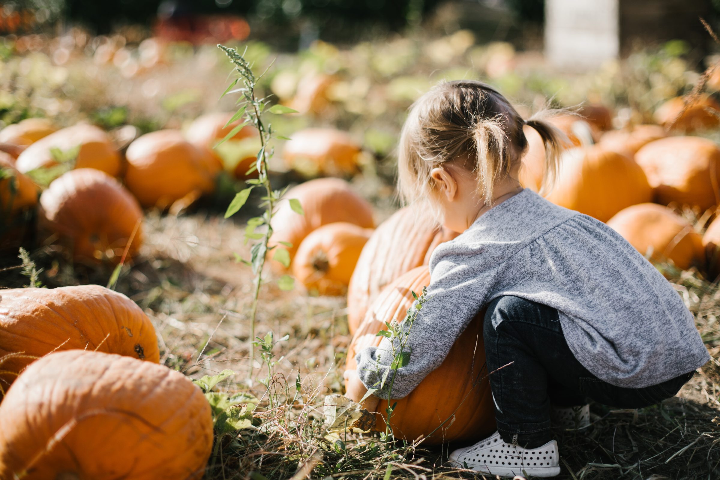 A toddler crouches in a pumpkin patch on a sunny fall day