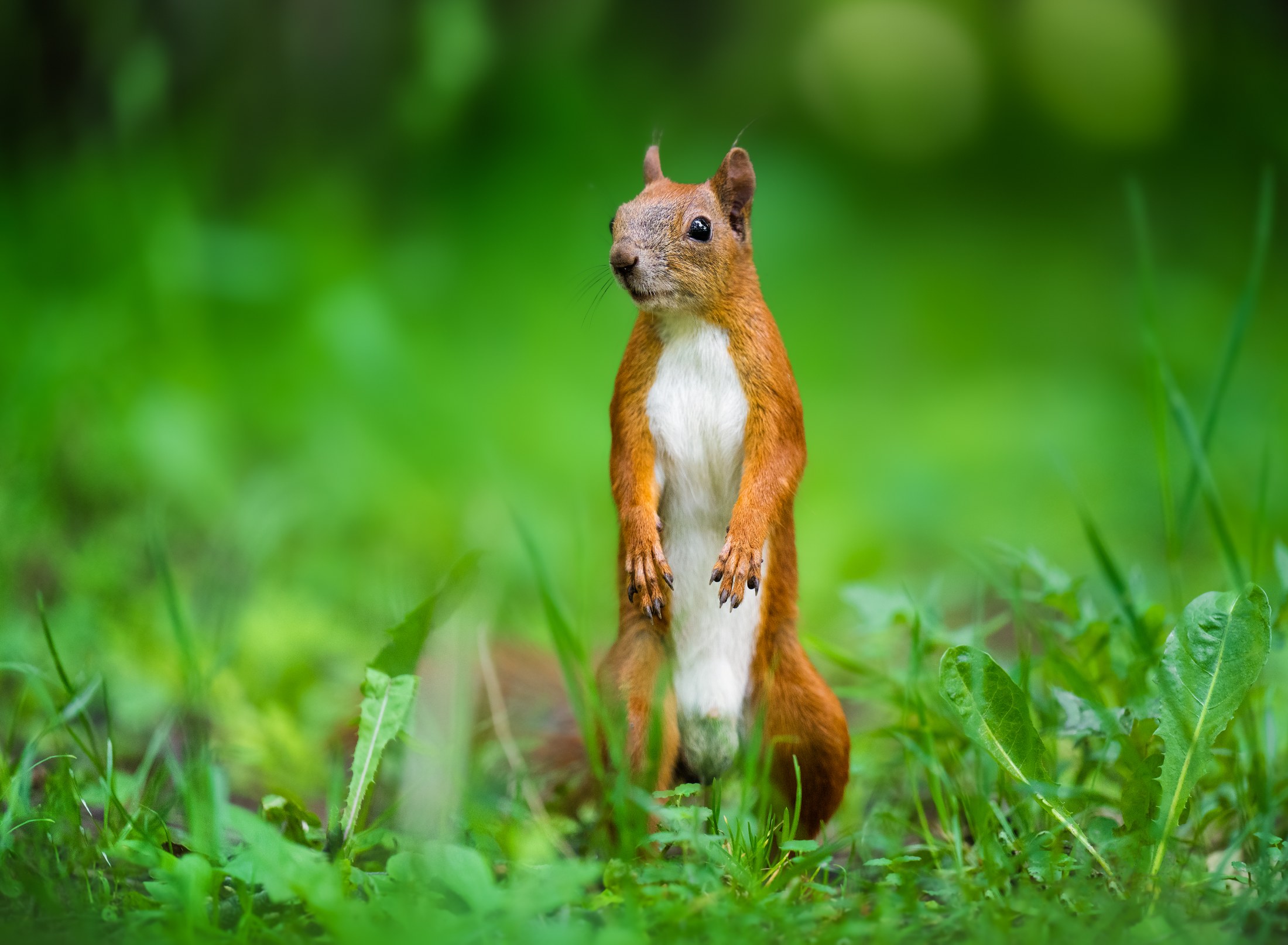 An adorable squirrel with reddish-brown fur stands on its hind legs in a patch of bright green grass, its paws held up in a curious gesture. The background is a soft blur of green foliage, creating a shallow depth of field that brings the squirrel into sharp focus.