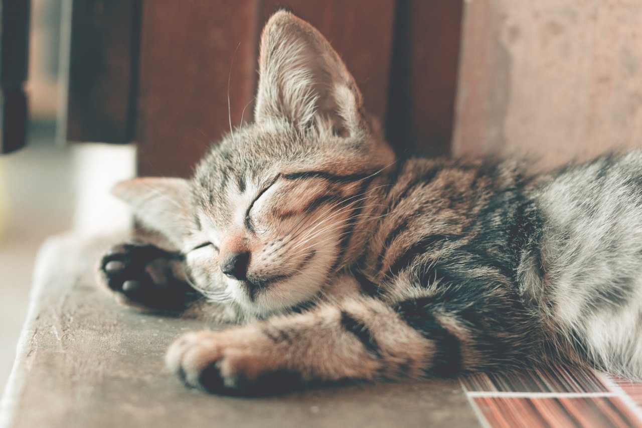 Pet patient at Huntsville Veterinary Specialists & Emergency in Huntsville