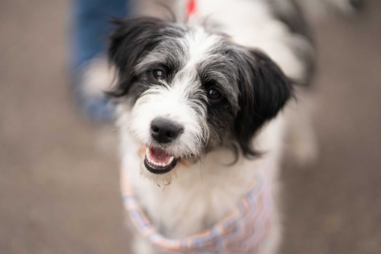Pet patient at Huntsville Veterinary Specialists & Emergency in Huntsville