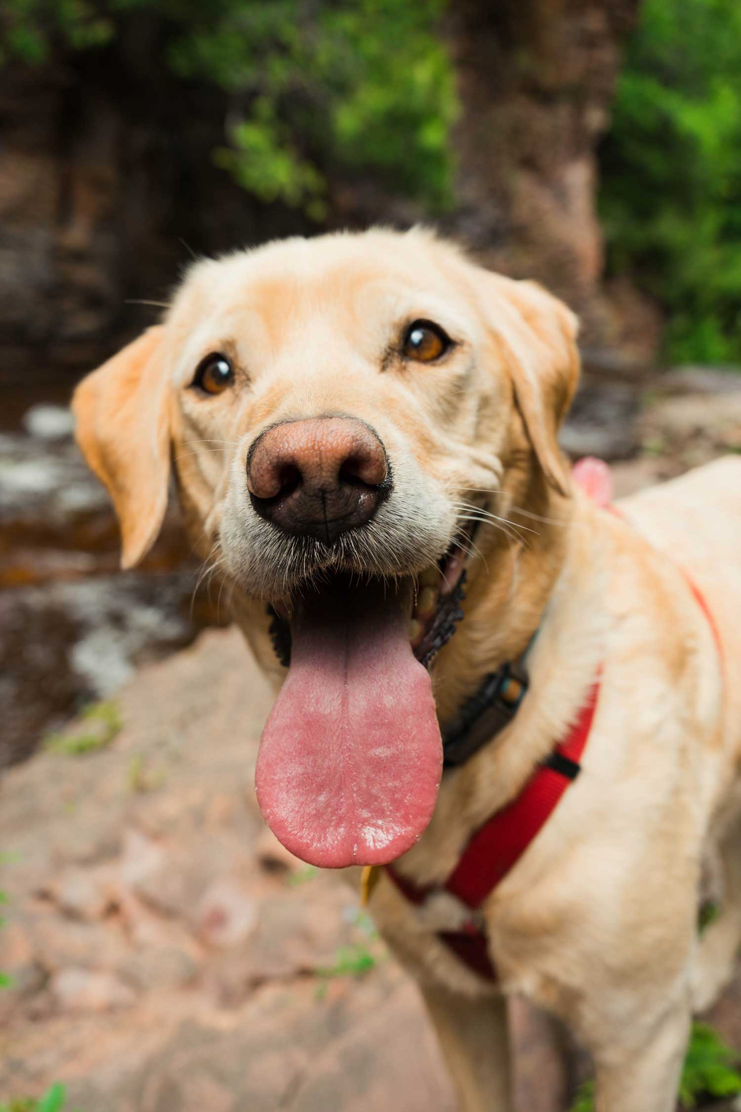 Pet patient at Huntsville Veterinary Specialists & Emergency in Huntsville