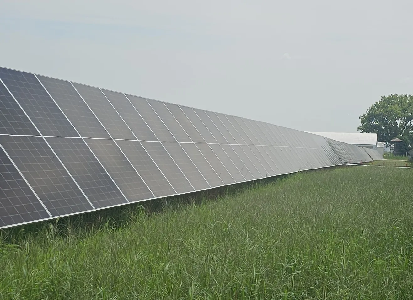 Groundcover vegetation beneath a large solar panel array