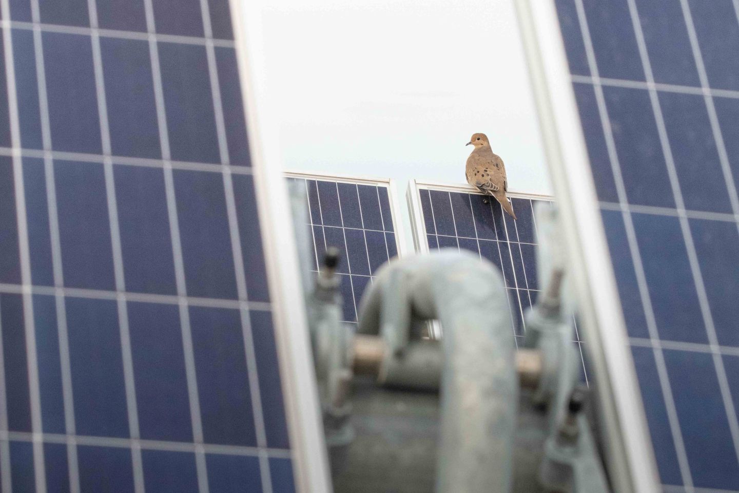 Mourning dove perched on a solar panel