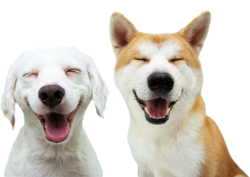 Pet patient at Your Family Veterinarian in Miami