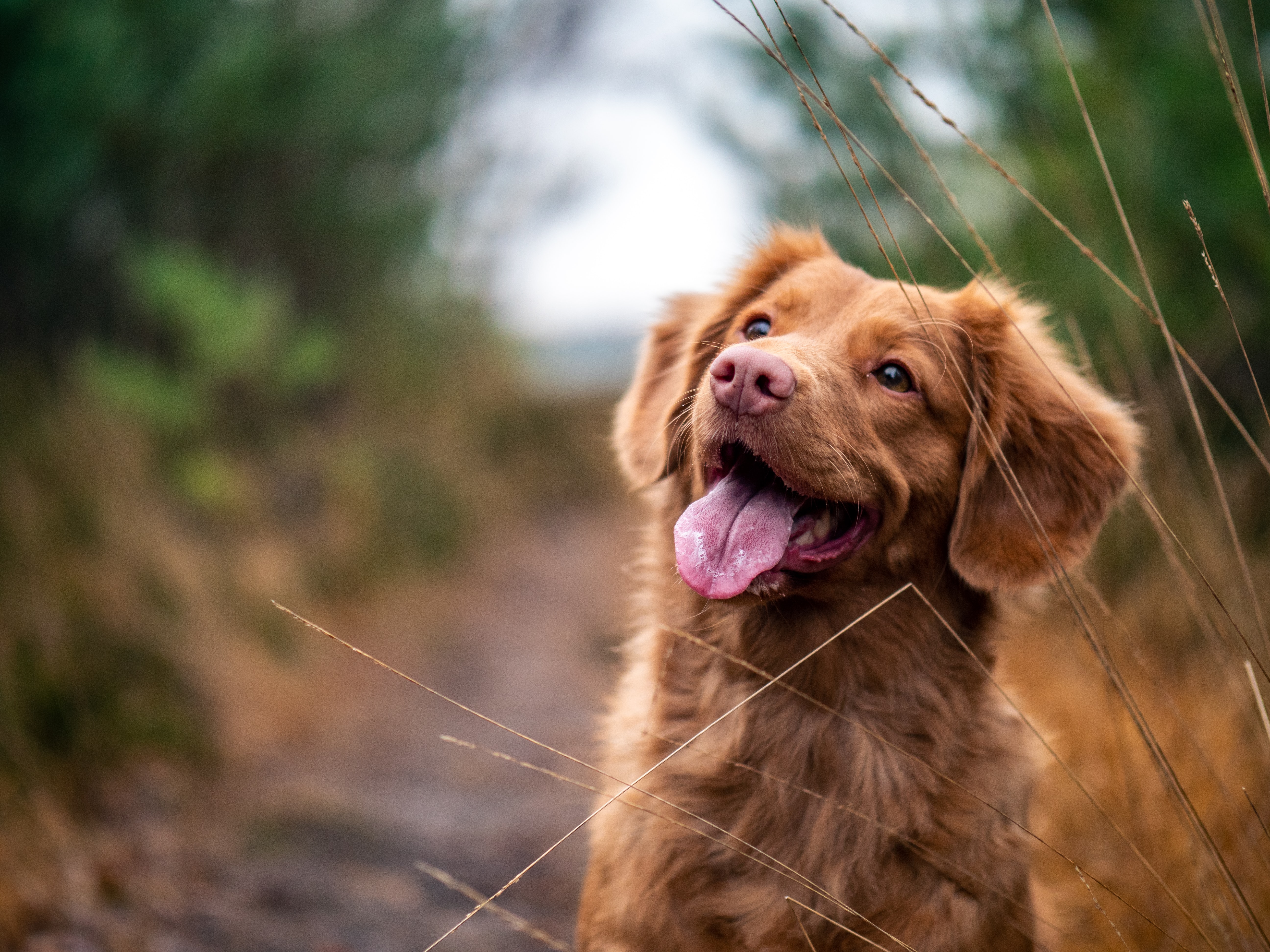 Pet patient at Your Family Veterinarian in Miami