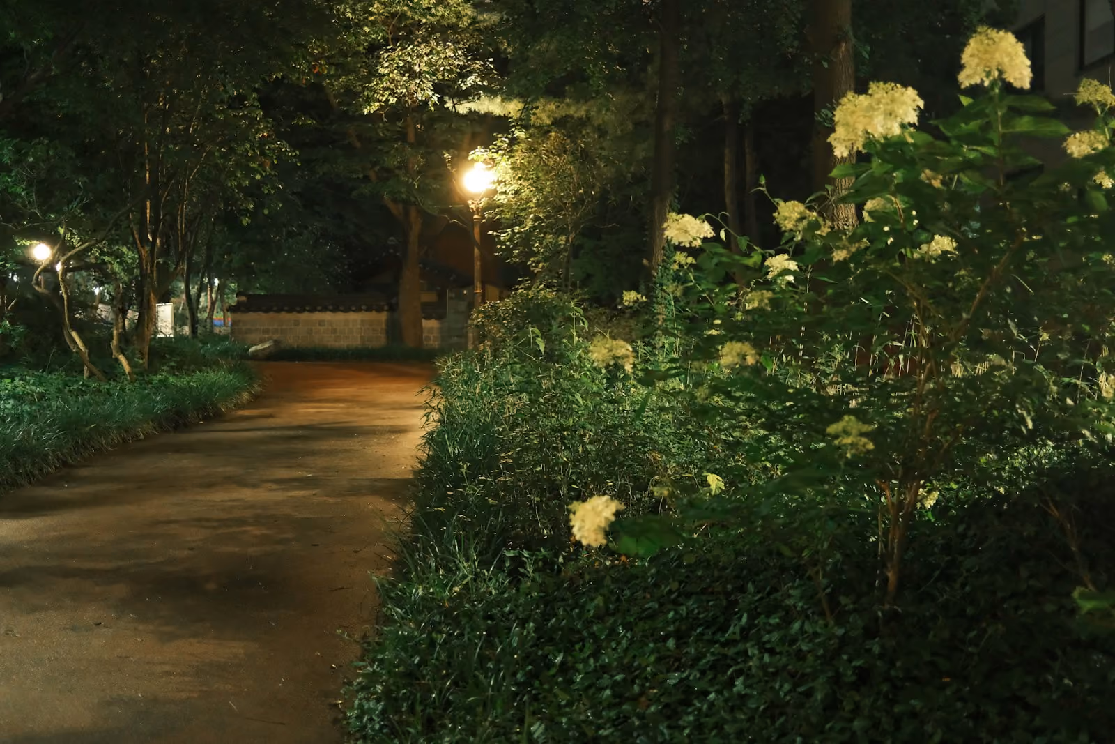 Garden path lit by landscape lighting at night