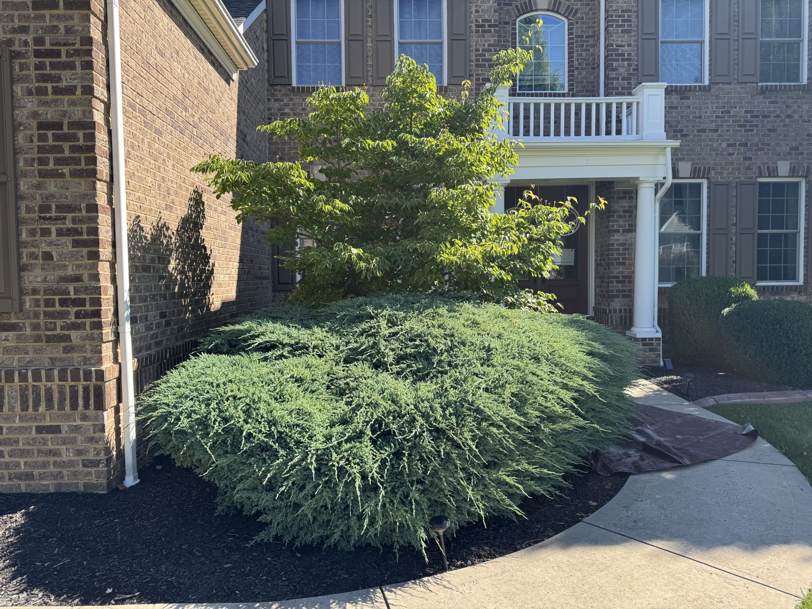 Overgrown shrubs before trimming
