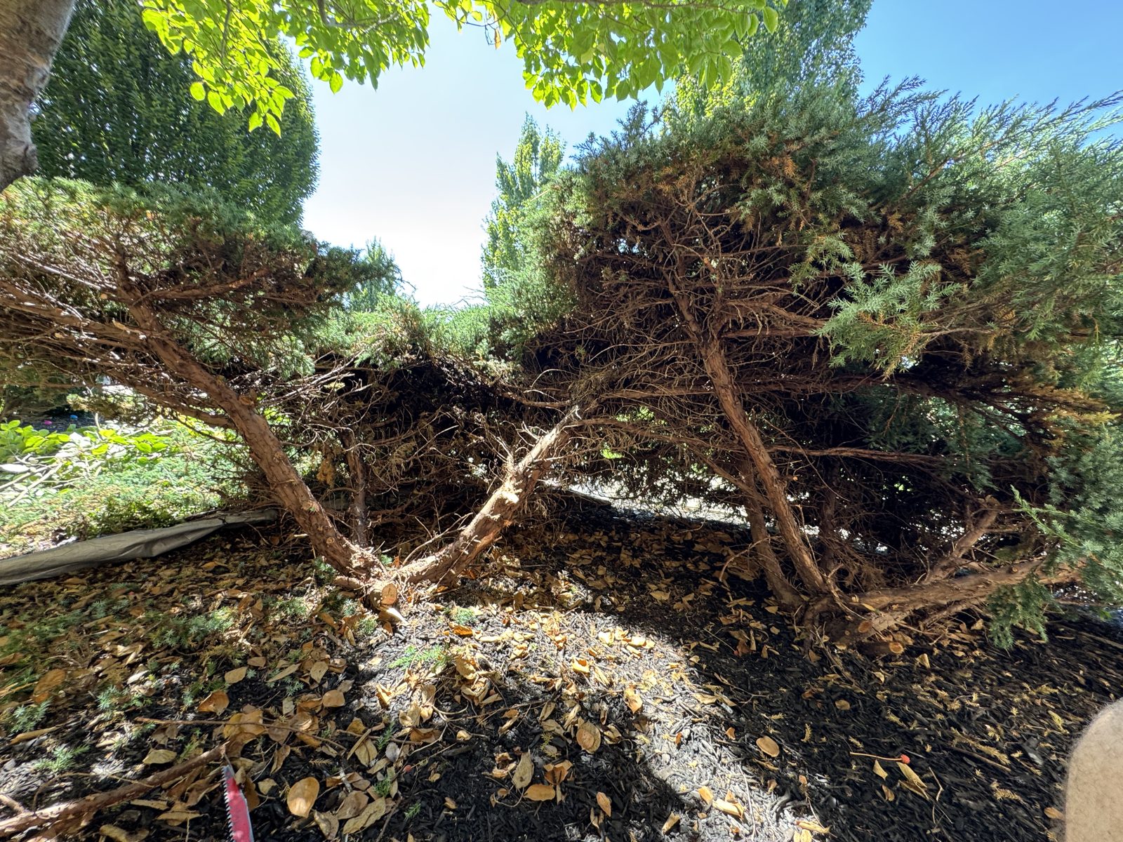 Shrub trimming in progress