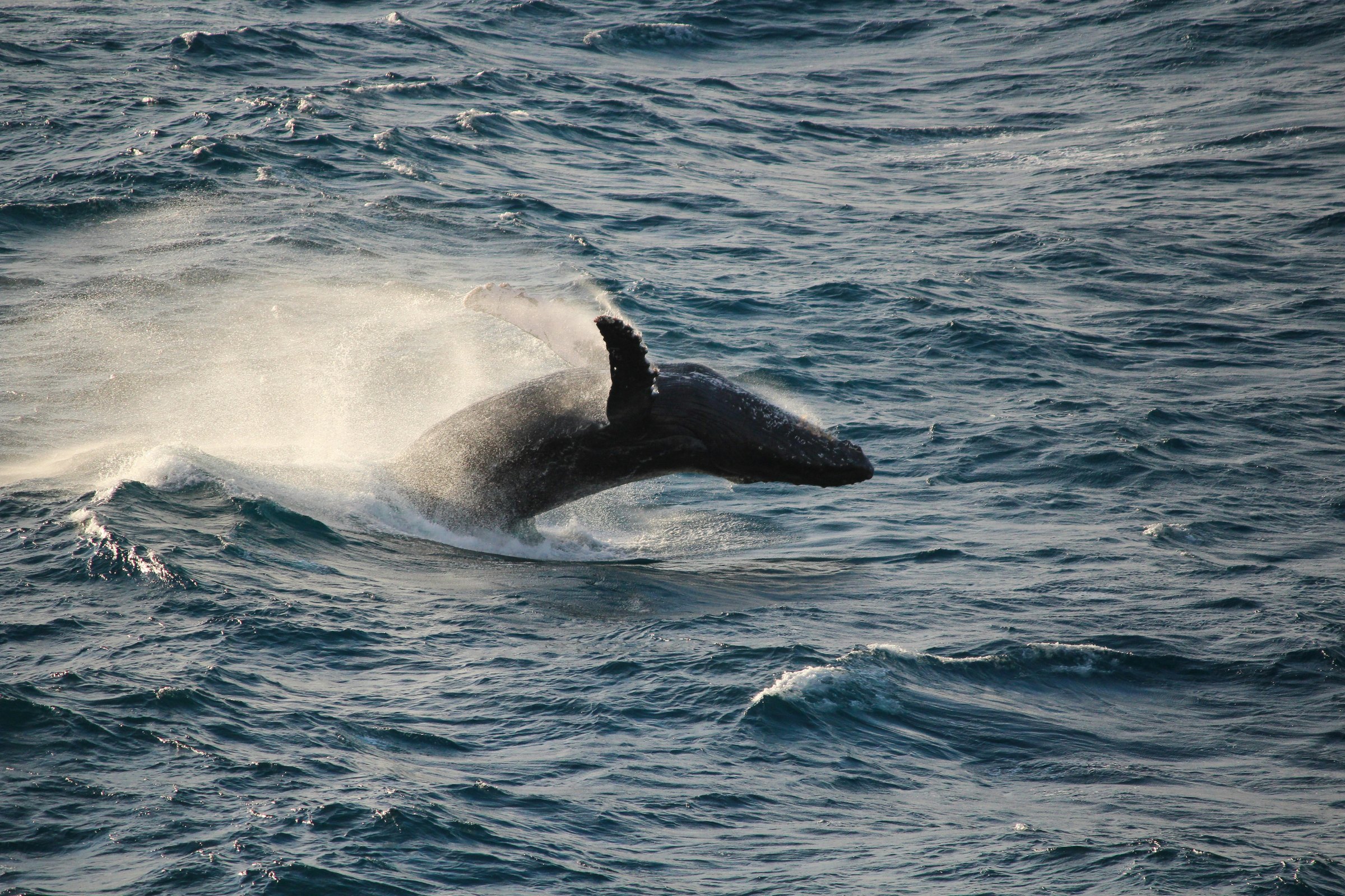 A humpback whale breaching, its body half out of the water and one long fin raised, with white spray trailing behind it across a dark blue sea