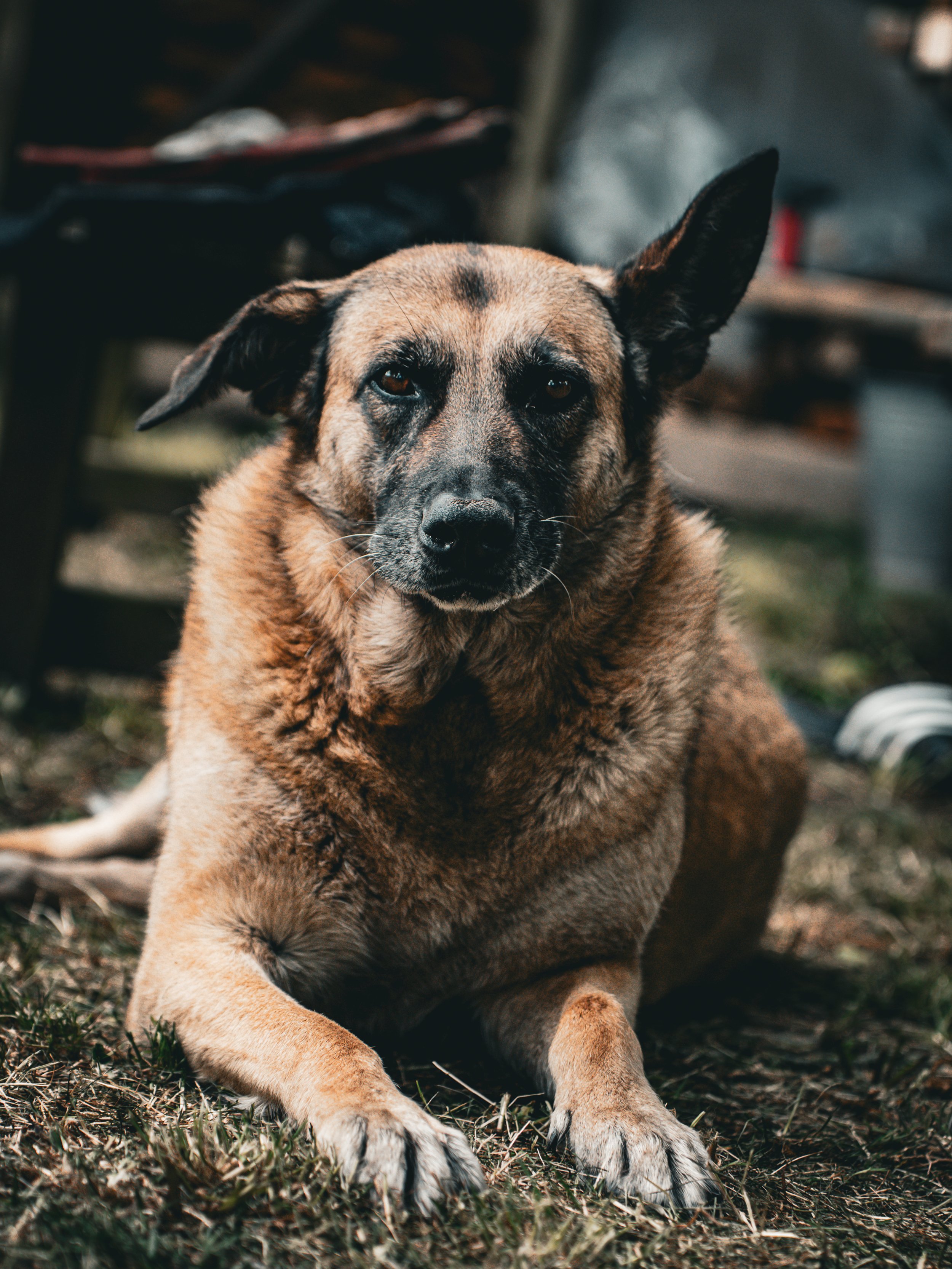 Sfeervol portret van een hond in de buitenlucht